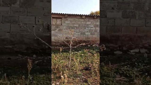 Дом  "Оренбургская обл. Александровский р-н. п. Загорский"