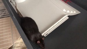 Уборка у крысажопок ?