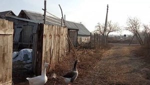 Занеслись гусыни , сбор и хранение гусиных яиц