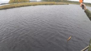 Рыбалка в Карелии на Беломорканале, Выгозеро. Ловля окуня на бортовую удочку и спиннинг. Часть 1