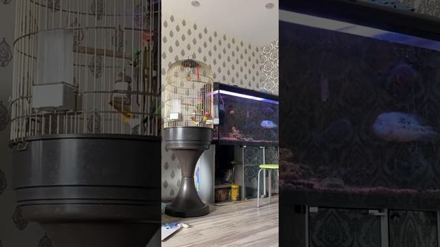 Розелла по имени голубчик разговаривает!!!))) смотреть онлайн