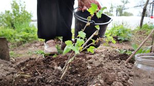 Сроки посадки смородины осенью. Как посадить осенью чтобы весной куст зацвел?