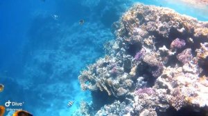 Египет 2020, Шарм Эль Шейх корраловые рифы пляжа Dive Inn Resort