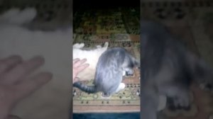 Жесть, слабонервным не смотреть! Кот съел кота