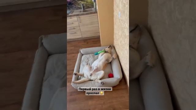 Как меня встречают дома - смотреть онлайн