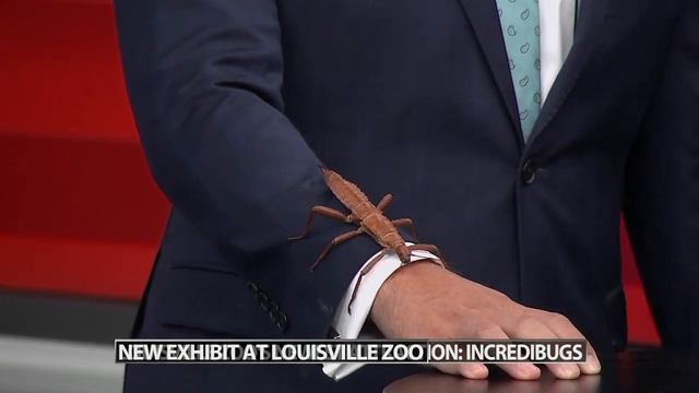 'IncrediBUGS' exhibit at Louisville Zoo displays 18 giant animatronic bugs смотреть онлайн