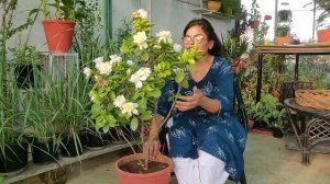 Gandhraj I Gardenia plant care, क्यों आते हैं ढेरों फूल गंधराज में