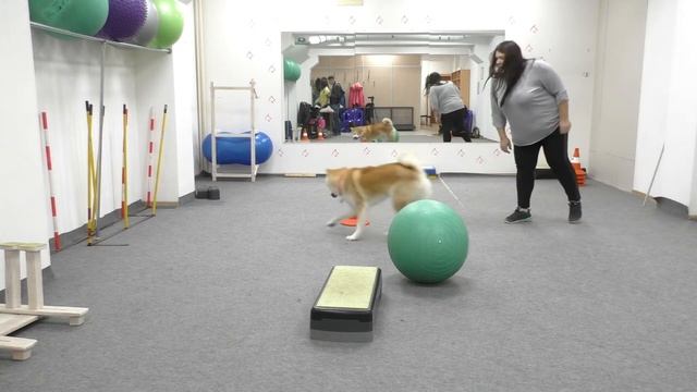 Акита Зука смотреть онлайн