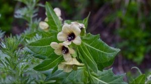 БЕЛЕНА ЧЕРНАЯ - ОПАСНОЕ ЛЕКАРСТВО