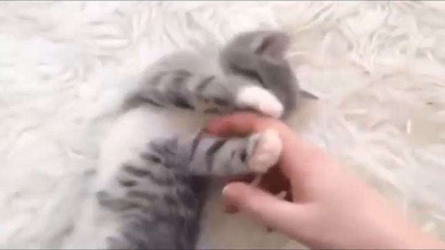 Подборка смешных котят!) Selection of funny kittens!)