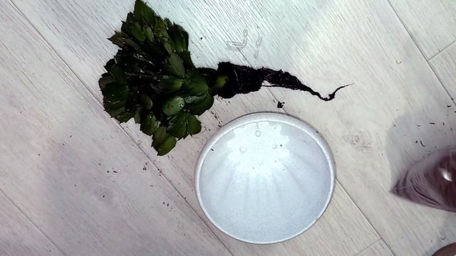 Пересадка Декабриста, как правильно пересадить шлюмбергеру, подбираем грунт,  быстрая адаптация