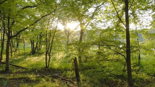 ВОССТАНОВЛЕНИЕ НЕРВНОЙ СИСТЕМЫ ? Нежная музыка, успокаивает нервную систему и радует душу #45 смотреть онлайн