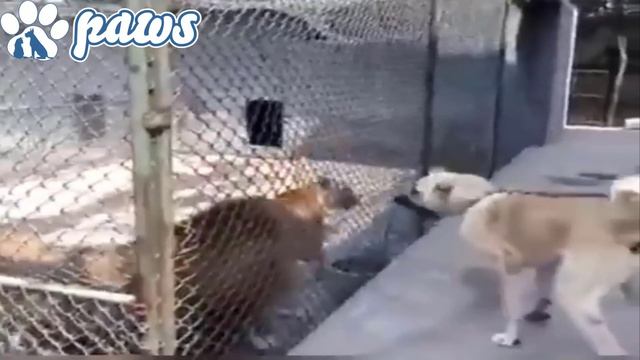 Alabais and Kangals fending off bears!!! смотреть онлайн