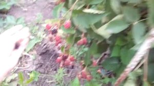 ежевика гай