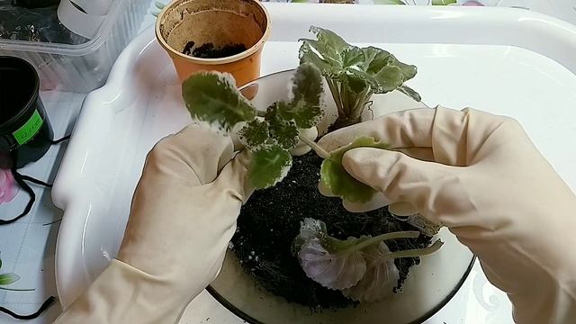 Фиалки. Эписции. Что делать с новыми растениями? смотреть онлайн