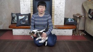 ЩЕНКИ ЖЕСТКОШЁРСТНОГО ФОКСТЕРЬЕРА 2 МЕСЯЦА