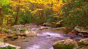Relaxing Music - Nature Sounds - Autumn Forest HD