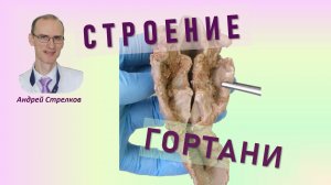 Гортань. Наружное и внутреннее строение гортани