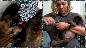 Щенкам боксёра 1 месяц. Стрижка когтей, первые игрушки.