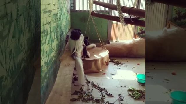 Игрульки обезьянок))) #роевручей #красноярск смотреть онлайн