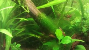 Борьба с водорослями. Сайдекс