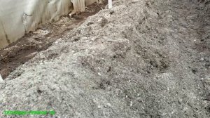 Про опилки, разрыхление почвы// Новости теплицы на начало декабря.