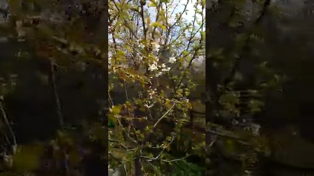 Как мы сегодня в Курской области сажаем дачу помидоры баклажаны на пару недель раньше всех смотреть онлайн