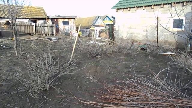 обрезка и чистка малины/весна/малина/огород/карантин#малина