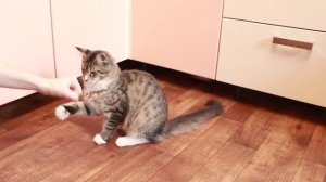 #МЕЙНКУН САМЫЕ БОЛЬШИЕ ДОМАШНИЕ КОШКИ/МЕЙН-КУН