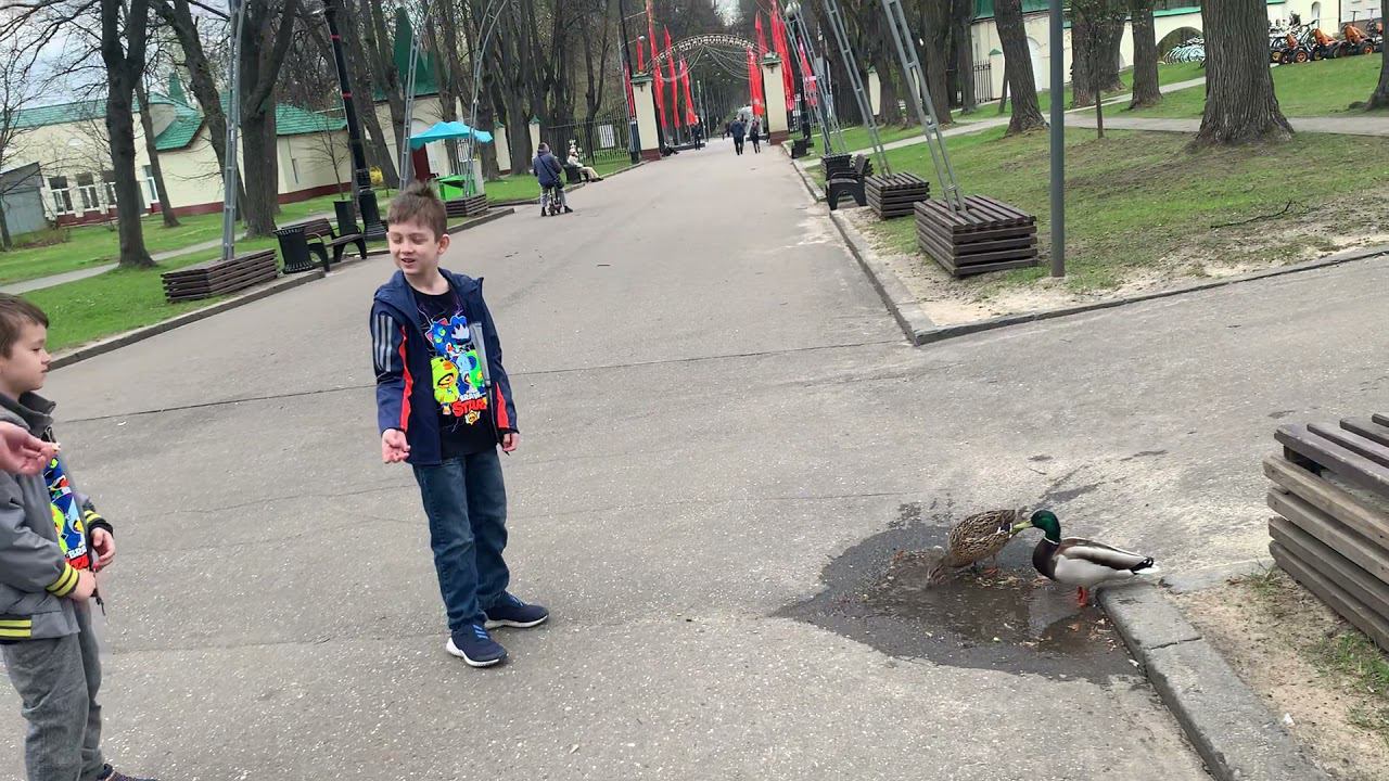 Утки в луже