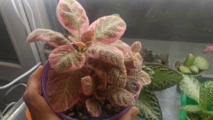 Обзор сортов эписций (часть 1)