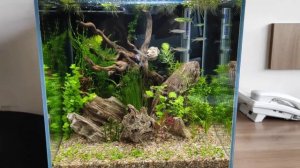 Аквариум нано кубик (креветочник) 35х35х35, 8 дней