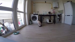 Смешная реакция кошки на стиральную машинку