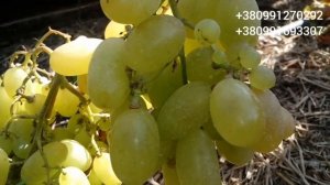 Виноград г/ф Калугина В.М "Белая акация", "Фаберже" 23 сентября 2021