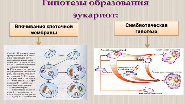 Развитие жизни на Земле