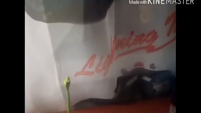 Растение мухоловка!!!