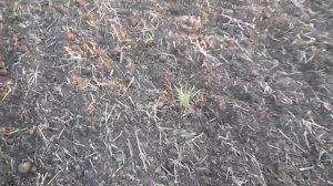 Культивация под посев Озимой пшеницы