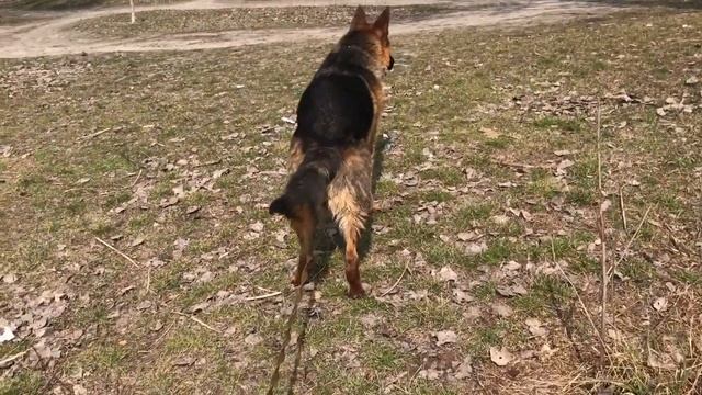 Самая умная собака в мире-немецкая овчарка.THE BEST DOG IN THE WORLD.GERMAN SHEPHERD... смотреть онлайн