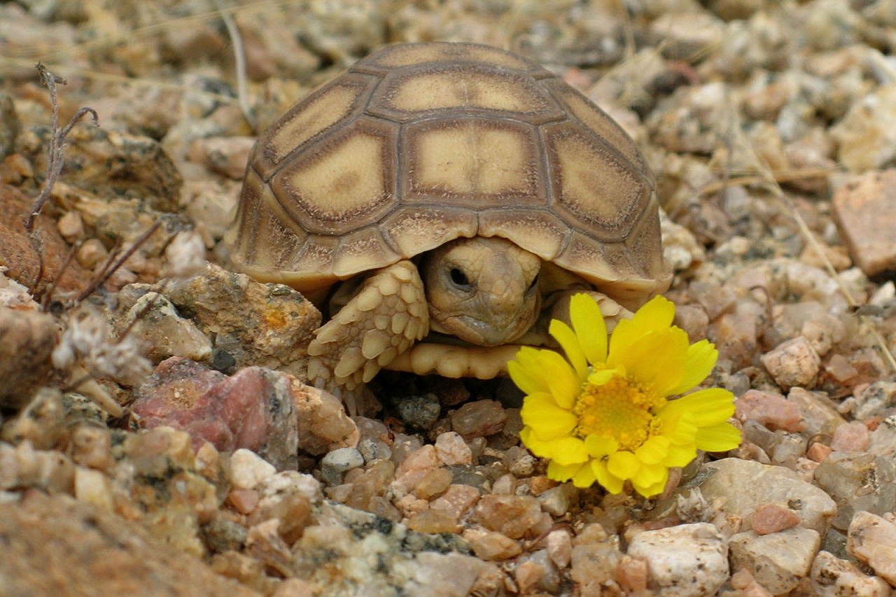Среднеазиатская черепаха в пустыне