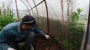 Сажаю сладкий картофель. Первый опыт и ожидания. Огородные эксперименты.