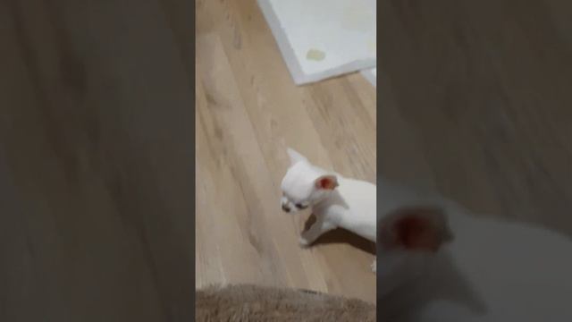 Наш маленький, чихуахуа! смотреть онлайн