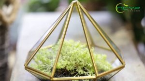 NCYP Copper Open Diamond Glass Geometric Terrarium with Sedum Hispanicum Demo