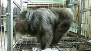 обезьяна танцует  monkey is dancing
