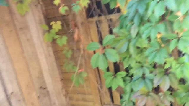 Моя любимая дача 21 сентября 2018 г. Осень на даче. Сняла плечистую розу с арки. Цветущие гортензии