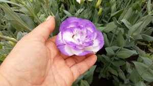 Эустома . Расцветка и формы цветка . Eustoma .