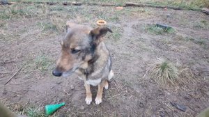 Приветливый пёс Петя🐕 рад общению и угощению. ПАРК ЗЕМЛЯ ПРАЙДА 🌿