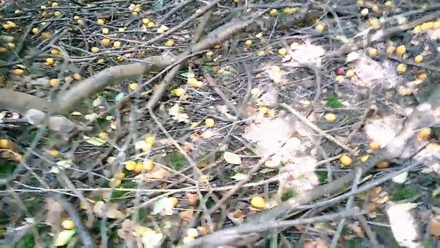 Нашол алычу. Переход на фрукты 28 день. Фруктоедение. Сыроедение. Веганство.