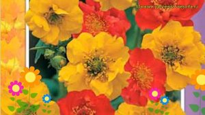 Гравилат чилийский Смесь окрасок. Краткий обзор, описание характеристик, где купить семена