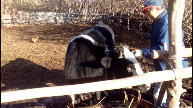 забрали быка у тещи на откорм смотреть онлайн