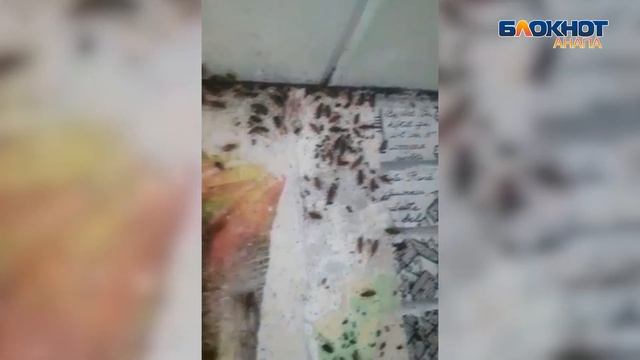 Многодетная семья в Анапе превратила выделенное государством жильё в адский дом смотреть онлайн